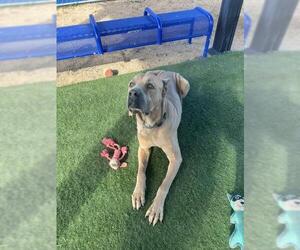 Mutt Dogs for adoption in HESPERIA, CA, USA