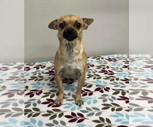 Chihuahua-Unknown Mix Dogs for adoption in Osgood, IN, USA