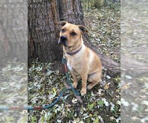 Medium Photo #1 Black Mouth Cur-Unknown Mix Puppy For Sale in Des Moines, IA, USA