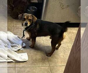 Chihuahua-Unknown Mix Dogs for adoption in Minneapolis, MN, USA