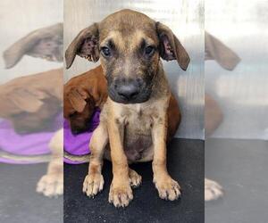 Labrador Retriever-Unknown Mix Dogs for adoption in San Antonio, TX, USA