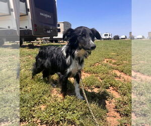 Australian Shepherd-Unknown Mix Dogs for adoption in Grafton, WI, USA