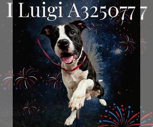 American Pit Bull Terrier-Unknown Mix Dogs for adoption in St. Cloud, FL, USA