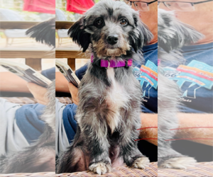 Poodle (Miniature)-Unknown Mix Dogs for adoption in Holly Springs, NC, USA