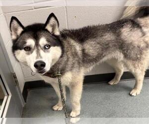 Siberian Husky Dogs for adoption in Plano, TX, USA