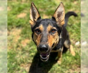 German Shepherd Dog-Unknown Mix Dogs for adoption in Modesto, CA, USA