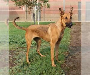 Pharaoh Hound Dogs for adoption in Modesto, CA, USA