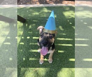 German Shepherd Dog-Unknown Mix Dogs for adoption in San Antonio, TX, USA