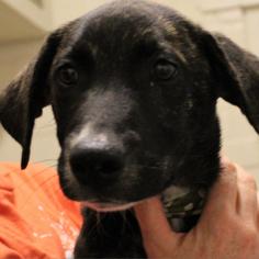Medium Photo #1 Labrador Retriever-Unknown Mix Puppy For Sale in Atlanta, GA, USA