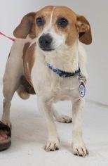 Cojack Dogs for adoption in Minneapolis, MN, USA