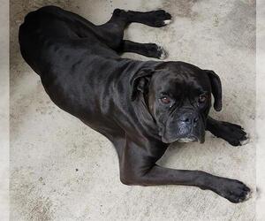 Boxer-Unknown Mix Dogs for adoption in San Antonio, TX, USA