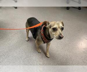 Chihuahua Dogs for adoption in Pasadena, CA, USA