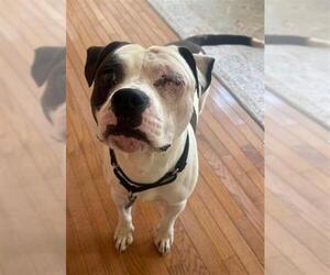 American Pit Bull Terrier-Unknown Mix Dogs for adoption in Louisville, KY, USA