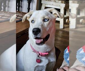 - Mix Dogs for adoption in San Antonio, TX, USA