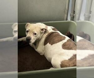 Mutt Dogs for adoption in HESPERIA, CA, USA