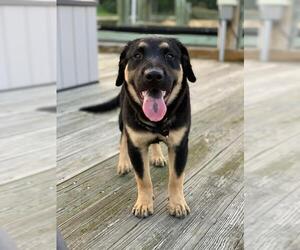 Mutt Dogs for adoption in Alexandria, VA, USA