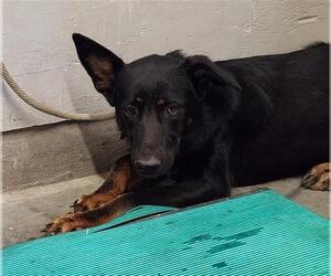 German Shepherd Dog Dogs for adoption in Camarillo, CA, USA