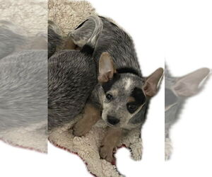 Mutt Dogs for adoption in Garden City, NY, USA