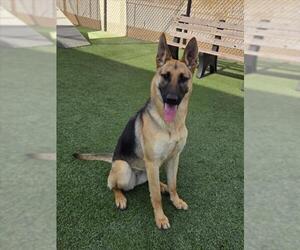 German Shepherd Dog Dogs for adoption in Norco, CA, USA