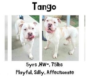 American Bulldog Dogs for adoption in Albany, GA, USA