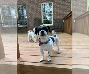 Shih-Poo Dogs for adoption in Forest, VA, USA