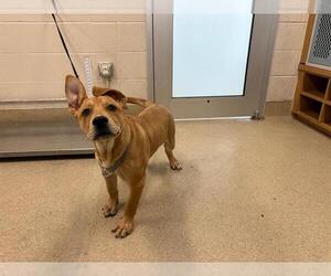Labrador Retriever-Unknown Mix Dogs for adoption in Grand Prairie, TX, USA
