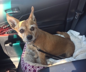 Chiweenie Dogs for adoption in Los Angeles, CA, USA