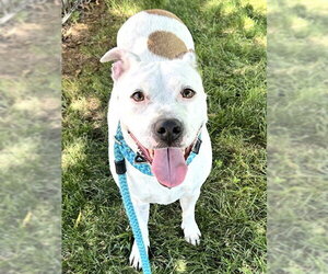 Mutt Dogs for adoption in Sacramento, CA, USA
