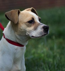 Jack-A-Bee Dogs for adoption in Oxford, NC, USA