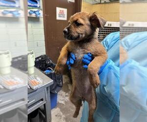 German Shepherd Dog-Unknown Mix Dogs for adoption in Stockton, CA, USA