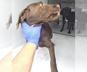 Miniature Schnauzer-Unknown Mix Dogs for adoption in Houston, TX, USA