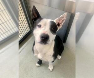 American Pit Bull Terrier-Unknown Mix Dogs for adoption in Fayetteville, NC, USA