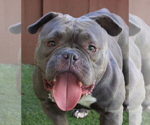 Free-Lance Bulldog Dogs for adoption in Oakland Park, FL, USA