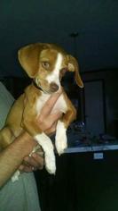 Beagle-Chihuahua Mix Dogs for adoption in Lebanon, MO, USA