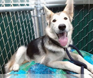 German Shepherd Dog Dogs for adoption in Downey, CA, USA