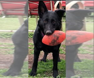 German Shepherd Dog Dogs for adoption in Kansas City, MO, USA