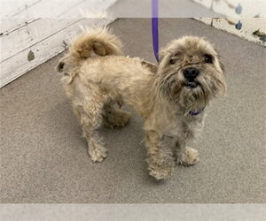 Maltese-Unknown Mix Dogs for adoption in San Bernardino, CA, USA