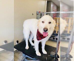 Great Pyrenees Dogs for adoption in Bend, OR, USA