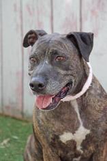 Bulldog Dogs for adoption in Inverness, FL, USA