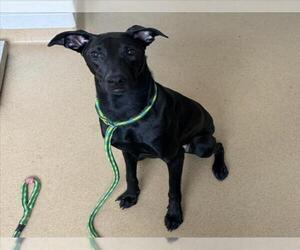 Labrador Retriever-Unknown Mix Dogs for adoption in Derwood, MD, USA