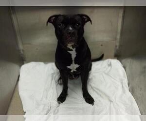 American Staffordshire Terrier Dogs for adoption in Fort Lauderdale, FL, USA