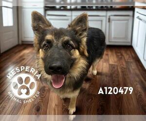 German Shepherd Dog-Unknown Mix Dogs for adoption in HESPERIA, CA, USA
