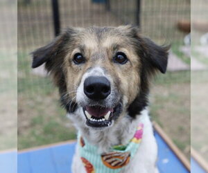 Border Collie-Unknown Mix Dogs for adoption in San Antonio, TX, USA