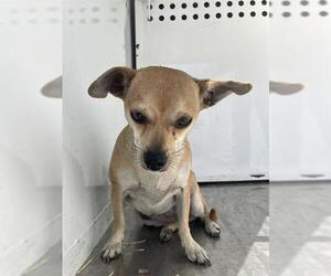 Chihuahua Dogs for adoption in Stockton, CA, USA