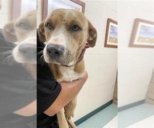 Bullboxer Pit Dogs for adoption in Corpus Christi, TX, USA