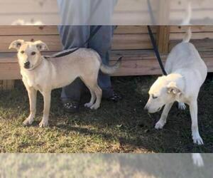 Shepradors Dogs for adoption in Dunnellon, FL, USA