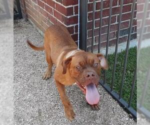 Dogue de Bordeaux Dogs for adoption in Houston, TX, USA