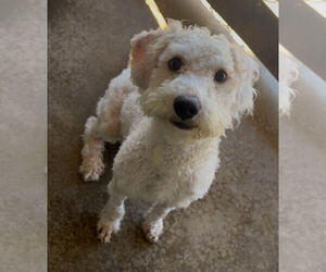 Poodle (Standard)-Unknown Mix Dogs for adoption in Sistersville, WV, USA