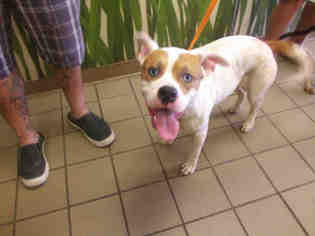 American Staffordshire Terrier Dogs for adoption in Ocala, FL, USA