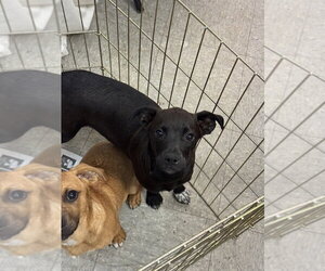 Mutt Dogs for adoption in Mundelein, IL, USA